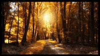 Het gouden herfstbos