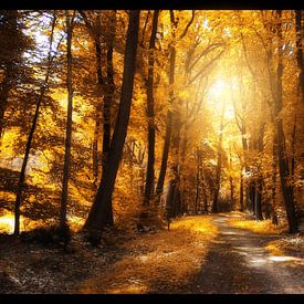 Het gouden herfstbos van Jasper Bloemsma