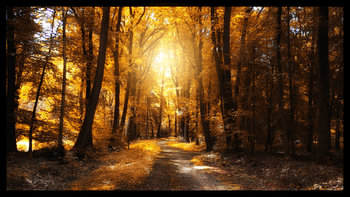 Het gouden herfstbos