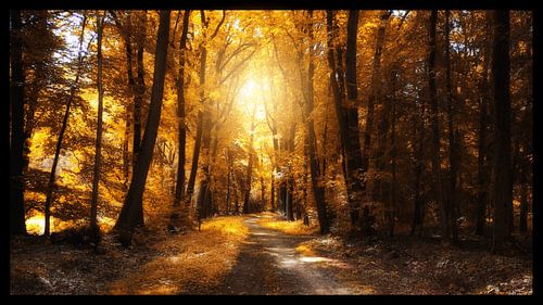 Het gouden herfstbos