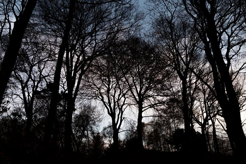 Bleak and gloomy forest with silhouettes of dark winter trees by Your Happy Life