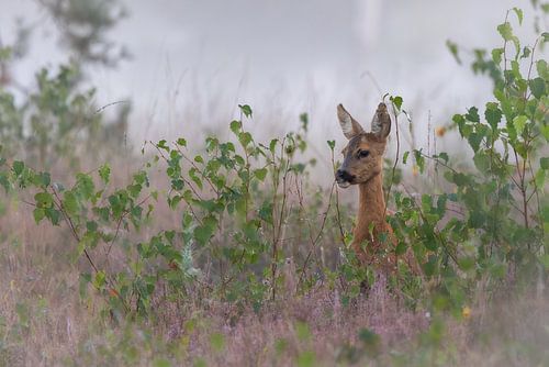 zoeken naar het lekkerste blaadje als ontbijt