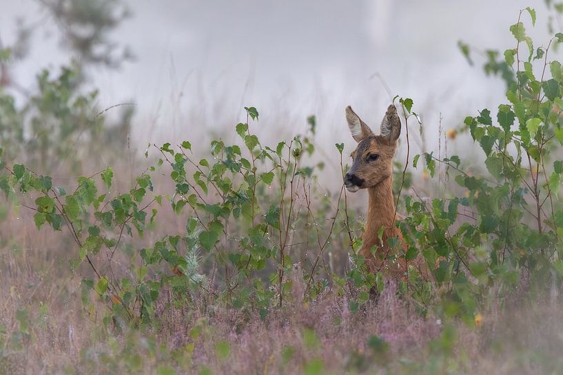 searching for the tastiest leaf for breakfast by Ria van den Broeke