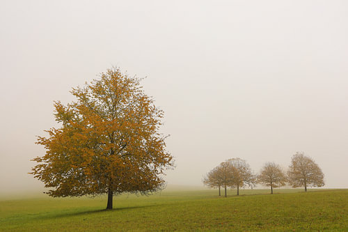 Herfstbomen in de mist bij Hofgut Dauenberg in de buurt van Eigeltingen in Hegau