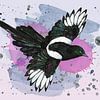 A watercolour drawing of a flying magpie by Bianca Wisseloo
