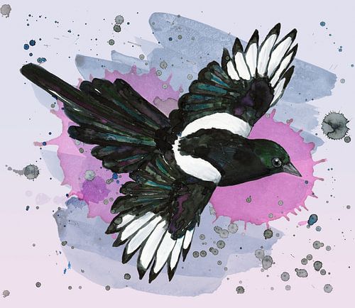 A watercolour drawing of a flying magpie