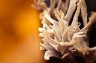 Mushroom 10 von Deshamer Miniaturansicht