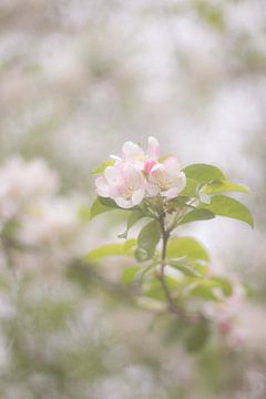 Apfelblüte von Lisa Werkman