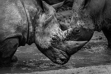 Deux puissants rhinocéros en noir et blanc sur Chihong