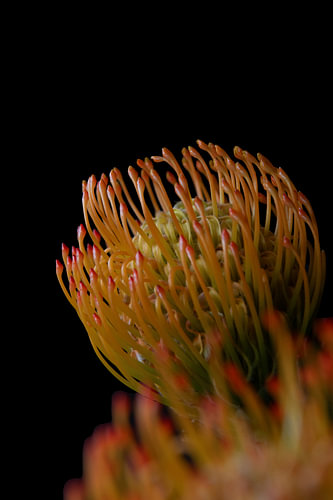 Russet Filigree