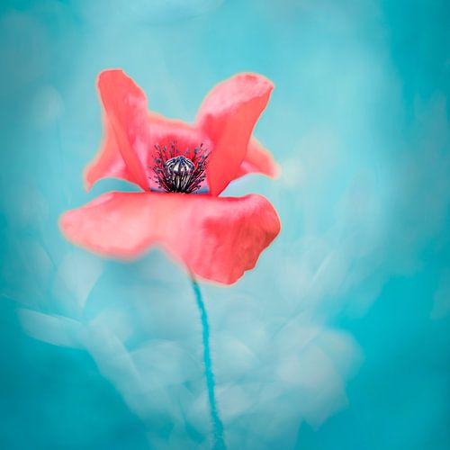 Poppy voor cyaan