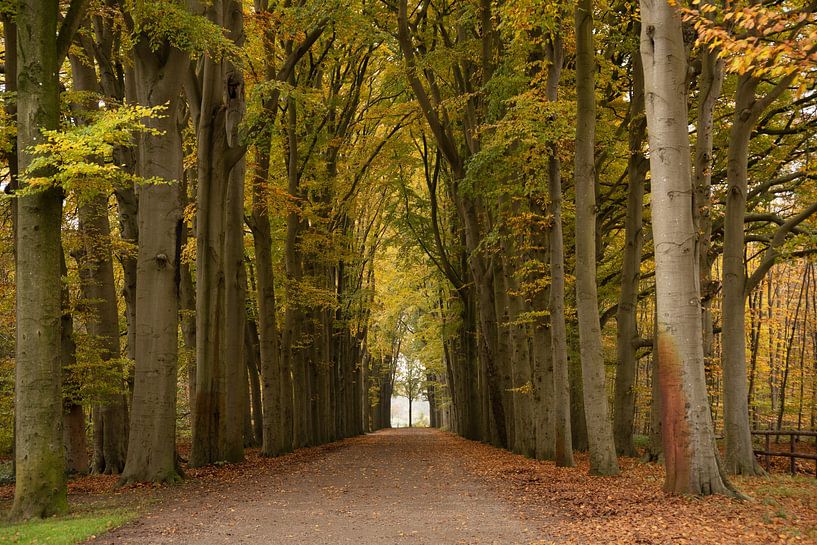 Herbst von Corrie Post