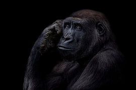 De denker by Ron Meijer Photo-Art