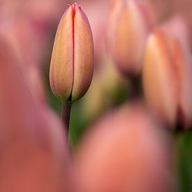 Een Smalle roze tulp tussen andere roze tulpen van 7.2 Photography