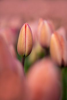 Een Smalle roze tulp tussen andere roze tulpen