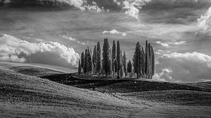 Cypresses Val d'Orcia -2- Tuscany - infrared black and white