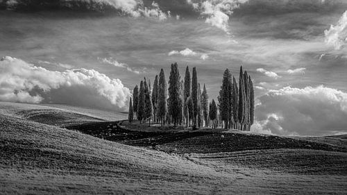 Cipressen Val d'Orcia -2- Toscane - infrarood zwartwit