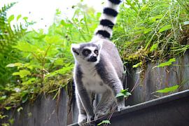 Curiosity by F.A.L.K.E. photography and art