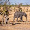 Jonge Afrikaanse Olifant (Loxodonta Africana) in Hwange National Park. van Kees van den Burg