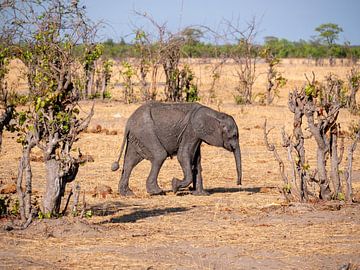 Young African Elephant (Loxodonta Africana) in Hwange National Park. by Kees van den Burg