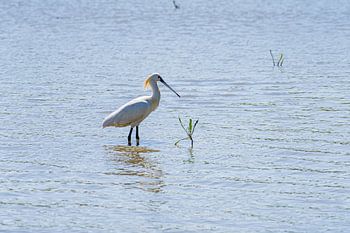Der Spooner in den Oostvaardersplassen