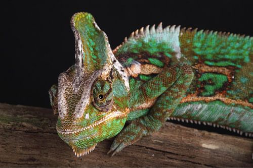 Jemenkameleon (Chamaeleo calyptratus)