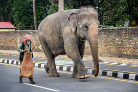 Auf einer Straße in Sauraha, Nepal von Laimute Kuriene