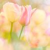 Les couleurs douces des tulipes sur Andy Luberti