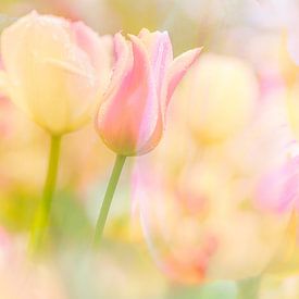 De zachte kleuren van tulpen van Andy Luberti