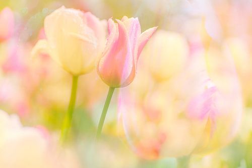 Les couleurs douces des tulipes