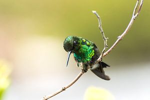 Blauschwanzkolibri!