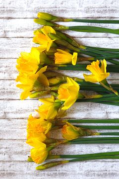 Jonquilles sur Thomas Jäger