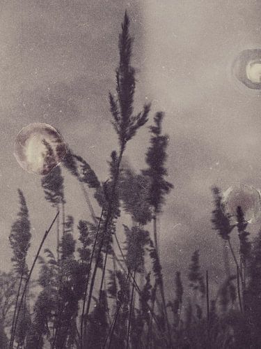 Wehende Schilfrohre mit Texturen