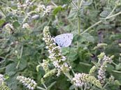 Proef de nectar by Maurice Engels thumbnail