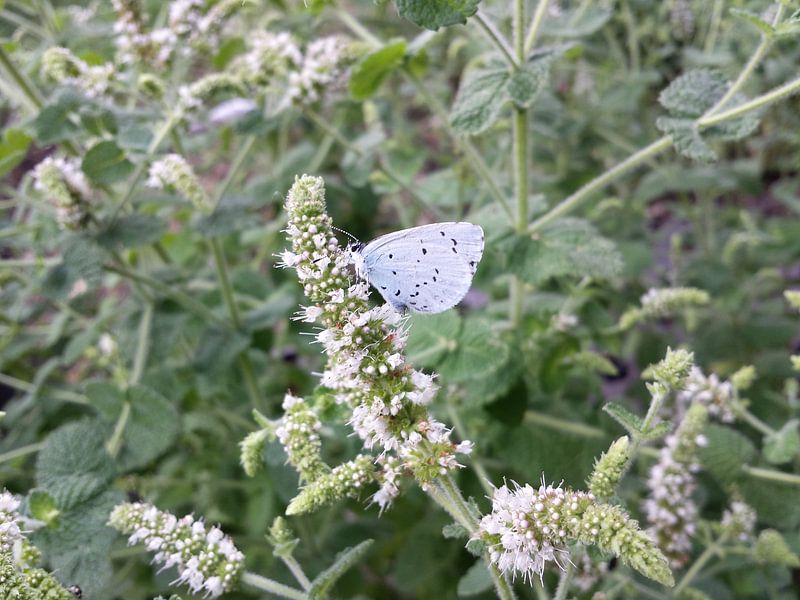 Proef de nectar by Maurice Engels