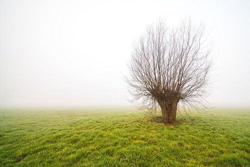 Nebliger Morgen mit nur stehendem Baum
