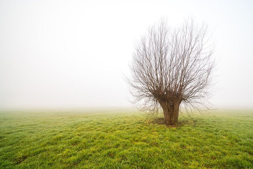 Nebliger Morgen mit nur stehendem Baum von Marcel Derweduwen