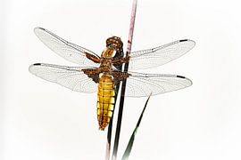 Flat-bellied dragonfly female, by Gerrit Kosters