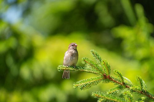 De prachtige huismus rust op een tak.