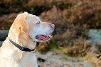 Labrador