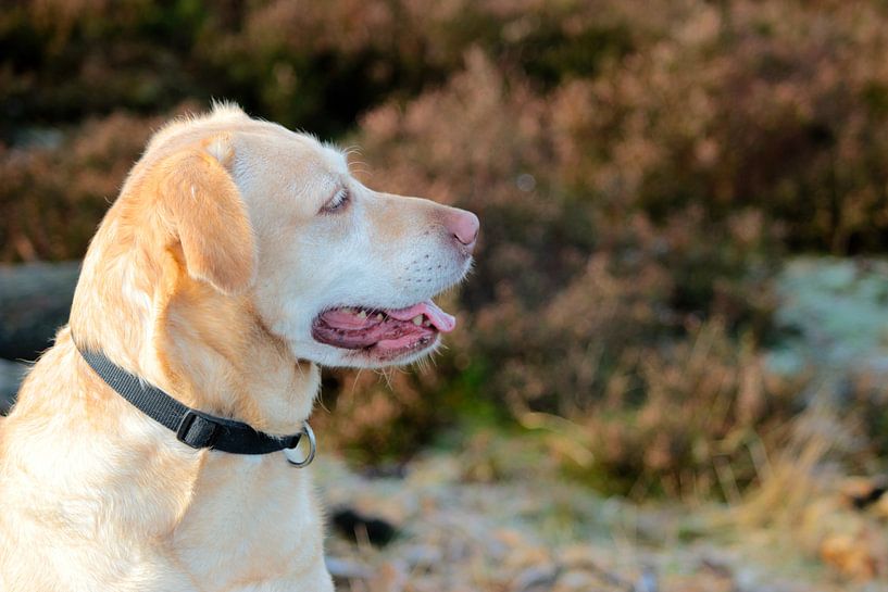 Labrador par Wendy vdh