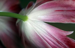 Tulpe unterseite