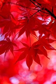 J A P A N I S C H E R . F Ä C H E R A H O R N von Thomas Herzog