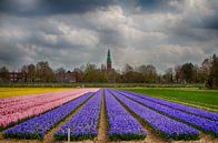 Hyachintenveld met uitzicht op Lisse par Leanne lovink Aperçu