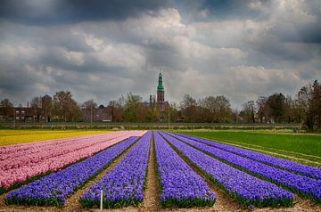 Hyachintenveld met uitzicht op Lisse van Leanne lovink