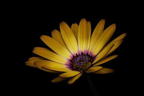 Bornholm daisy by Christina Groth-Biswas