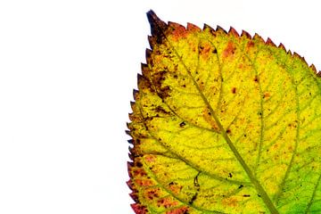 Kleurrijk herfstblad op een witte achtergrond van Carola Schellekens