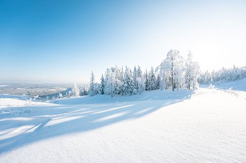 Winterlandschap met besneeuwde bomen