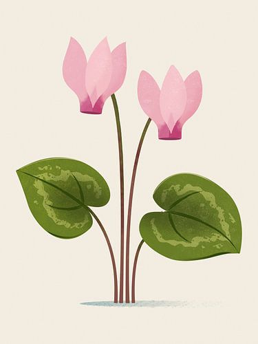 Cyprus Cyclaam, botanische illustratie in minimalistische stijl
