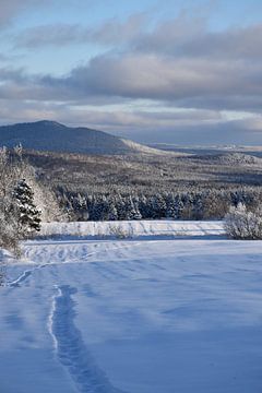 The snowy forest after the storm by Claude Laprise